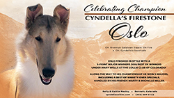 Cyndella Collies -- CH Cyndella's Firestone