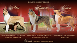 Demuir Collies -- GCHB Demuir Barefoot Contessa, GCHS Heiress At First Light, GCH Demuir A Time To Remember