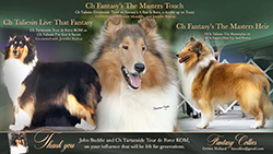 Fantasy Collies -- Tribute To Toury / CH Taliesin Live That Fantasy / CH Fantasy's The Masters Heir / CH Fantasy's The Masters Touch