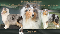 Fantasy Collies -- Tribute To Toury / GCH Fantasy's A Thousand Stars / CH Fantasy's Look To The Stars / CH Fantasy's Beyond The Stars