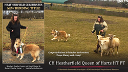 Heatherfield Collies -- CH Heatherfield Queen Of Harts HT PT