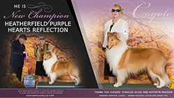 Heatherfield Collies -- CH Heatherfield Purple Hearts Reflection