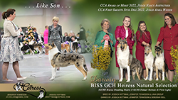 Heiress Collies -- GCH Heiress Natural Selection