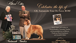 Hillcrest Collies -- Tribute To Toury / Tartanside Timeless