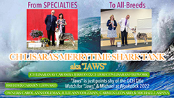 Lisara Collies / Merrytime Collies -- CH Lisara's Merrytime Shark Tank