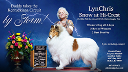 LynChris Collies -- LynChris Snow At Hi-Crest