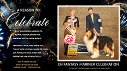 Mariner Collies -- CH Fantasy Mariner Celebration