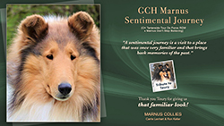 Marnus Collies -- Tribute to Toury / GCH Marnus Sentimental Journey