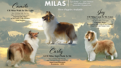 Milas Collies -- CH Milas Walk In The Light, CH Milas Look At My Lines, GCH Milas Tairis Walk To Me
