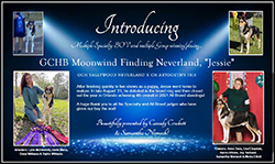 Moonwind Collies -- GCHB Moonwind Finding Neverland