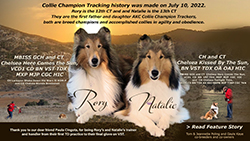 Tom and Jeannette Poling / Gayle Kaye, Chelsea Collies -- GCH  CT Chelsea Here Comes the Sun, VCD1 CD BN VST TDX MXP MJP CGC HIC / CH  CT Chelsea Kissed By The Sun, BN VST TDX OA OAJ HIC