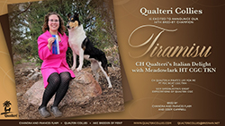 Qualteri Collies -- CH Qualteri's Italian Delight With Meadowlark HT CGC TKN