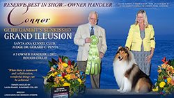 Sunkissed Collies -- GCHB Gambit's Sunkissed Grand Illusion