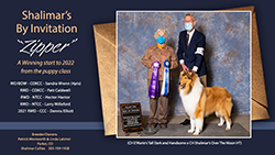 Shalimar Collies -- Shalimar's By Invitation