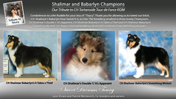 Shalimar Collies / Babarlyn Collies -- Tribute To Toury / CH Shalimar’s Double ‘L’ It’s Apparent / CH Shalimar Babarlyn’s It Takes a Thief / CH Shalimar Babarlyn’s Something Wicked