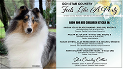 Star Country Collies -- GCH Star Country Feels Like A Party