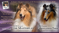 Taliesin Collies -- Tribute To Toury / GCHB Taliesin The Masterplan / GCH Taliesin Gentleman Thief