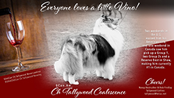 Tallywood Collies -- GCAN CH / CH Tallywood Coalescence
