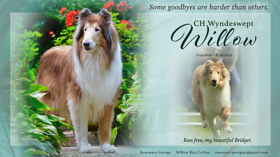 Willow Run Collies -- In loving memory of CH Wyndeswept Willow