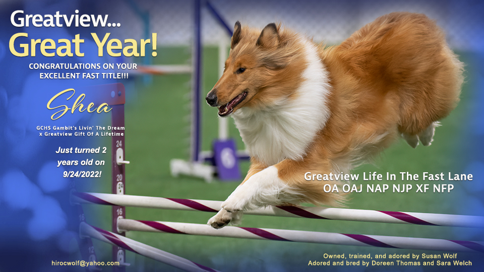 Greatview Collies --  Greatview Life In The Fast Lane OA OAJ NAP NJP XF NFP 