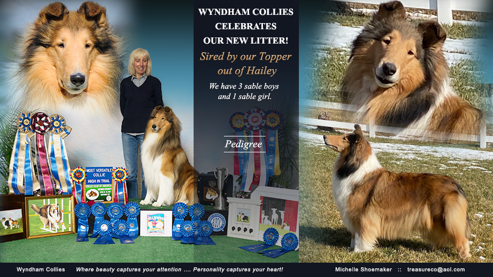 Wyndham Collies