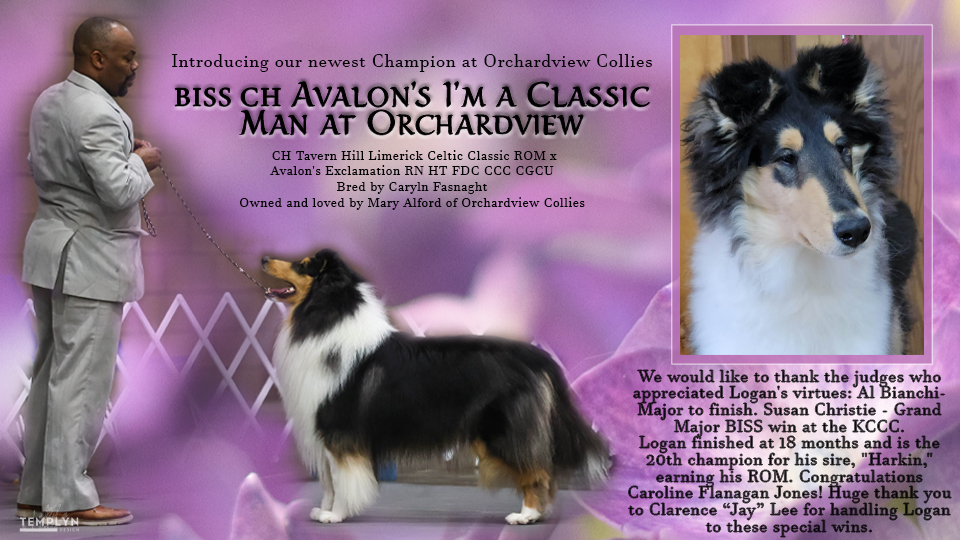 Mary Alford -- CH Avalon's I'm A Classic Man At Orchardview