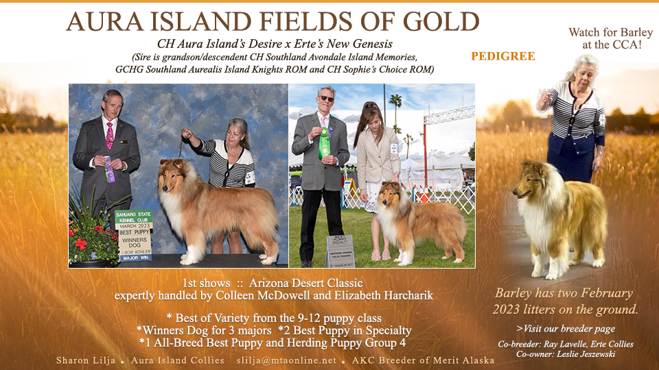 Aura Island Collies -- Aura Island Fields Of Gold