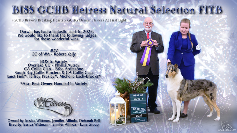 Heiress Collies -- GCHB Heiress Natural Selection FITB