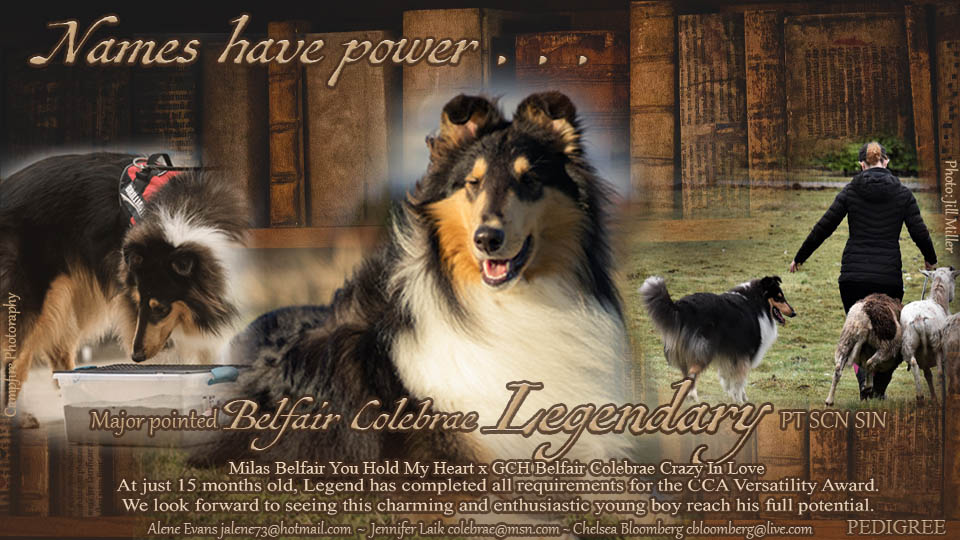 Belfair Collies / Colebrae Collies -- Belfair Colebrae legendary PT SCN SIN