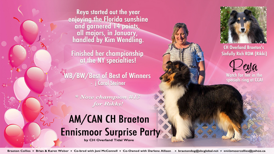 Braeton Collies -- AM/CAN CH Braeton Ennismoor Surprise Party