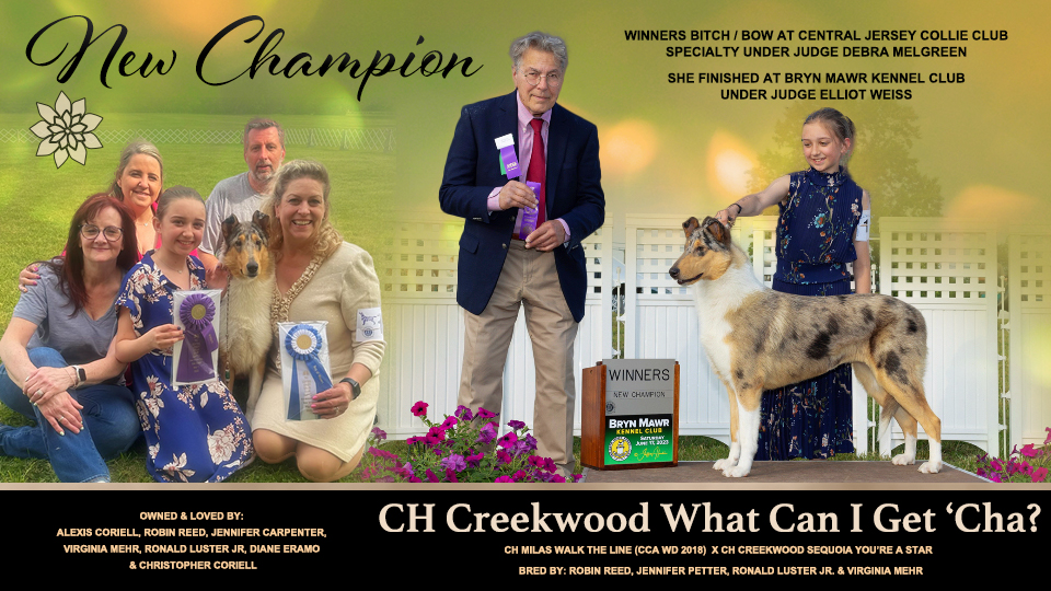 Creekwood Collies -- CH Creekwood What Can I Get 'Cha?