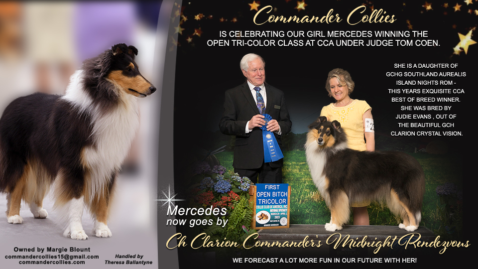 Commander Collies -- CH Clarion Commander's Midnight Rendezvous