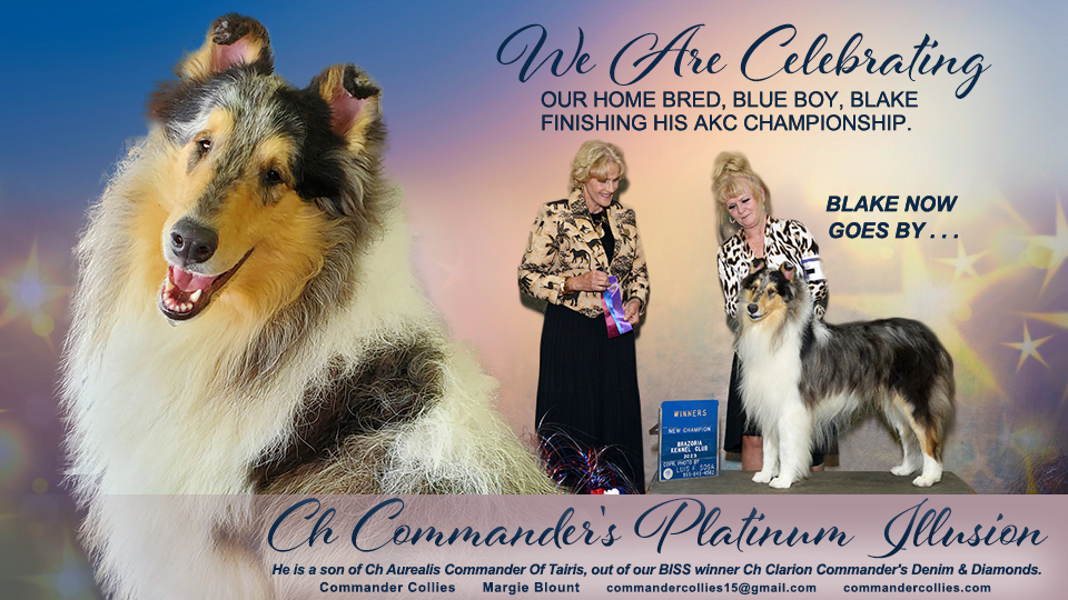 Commander Collies -- CH Commander's Platinum Illusion