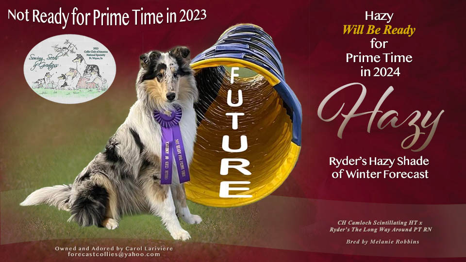 Forecast Collies -- Ryder’s Hazy Shade of Winter Forecast