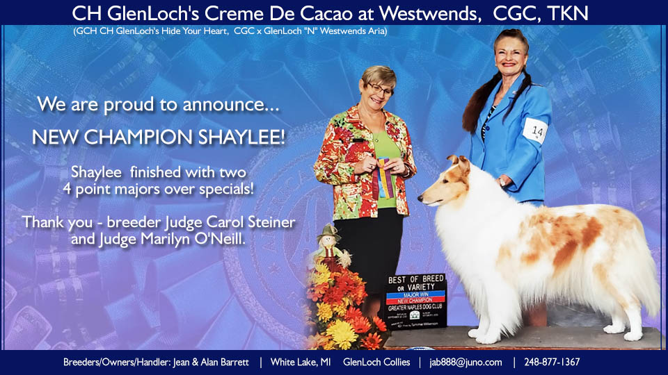 GlenLoch Collies -- CH GlenLoch's Creme De Cacao At Westwends CGCTKN