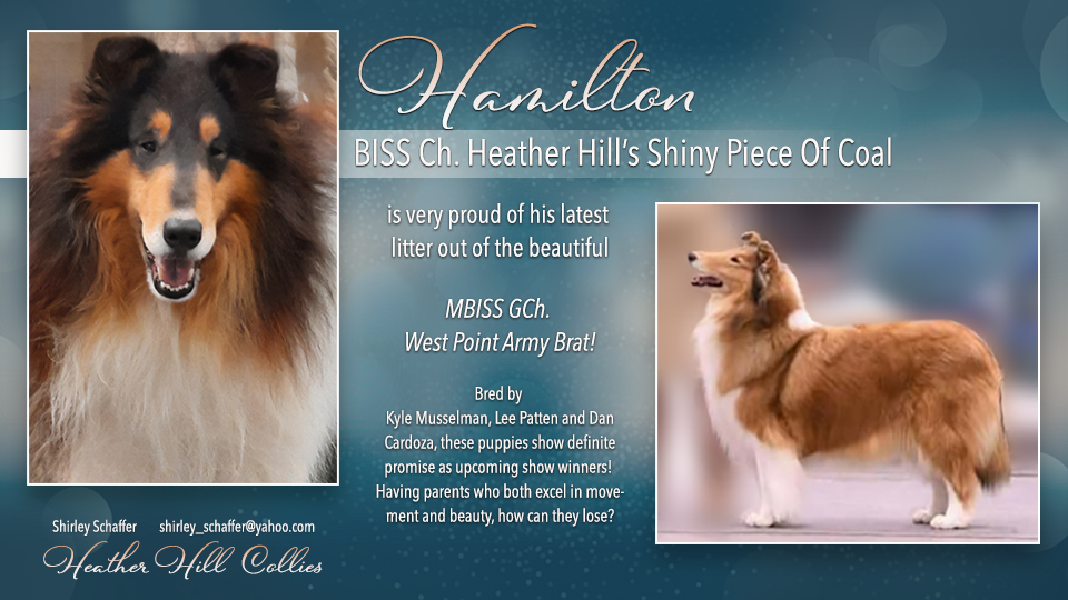 Heather Hill Collies -- CH Heather Hill's Shiny Piece Of Coal / GCH West Point Army Brat