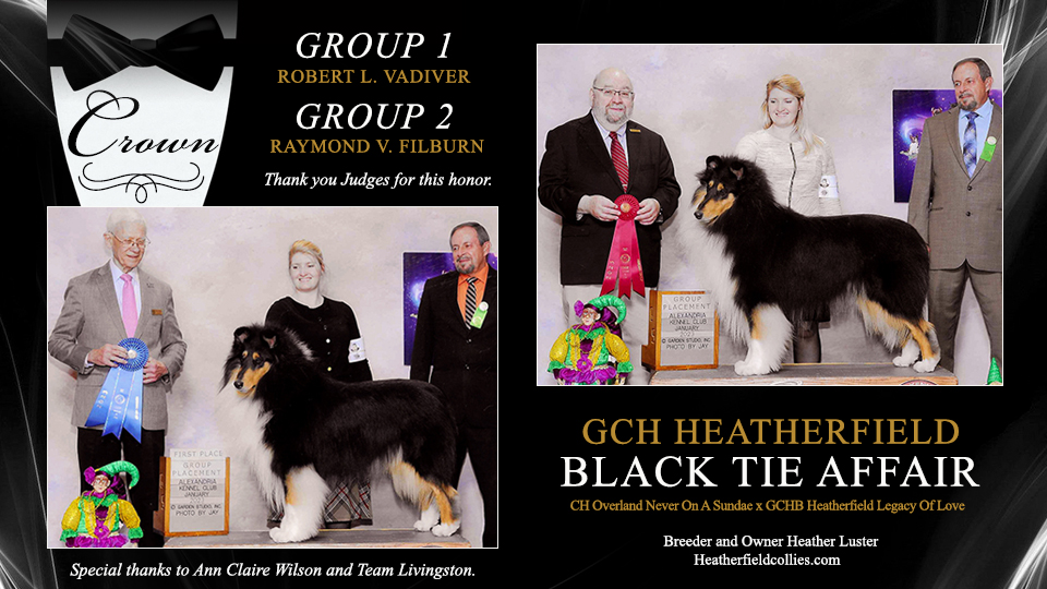 Heatherfield Collies -- GCH Heatherfield Black Tie Affair