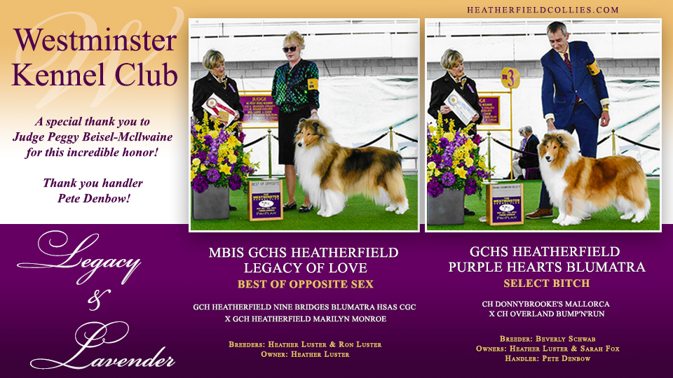 Heatherfield Collies -- GCHS Heatherfield Legacy Of Love / GCHS Heatherfield Purple Hearts Blumatra