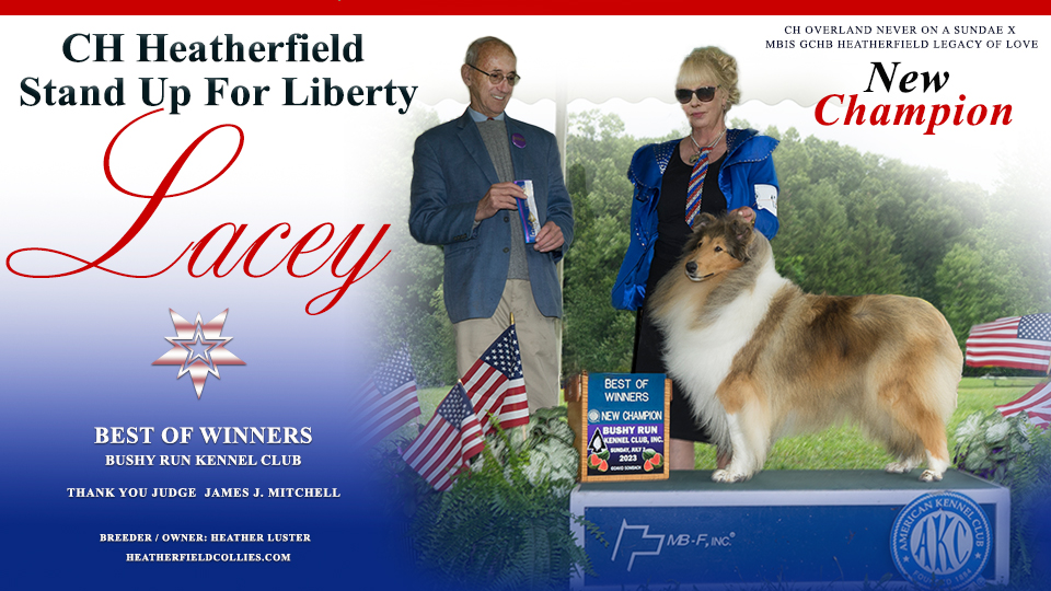 Heatherfield Collies -- CH Heatherfield Stand Up For Liberty