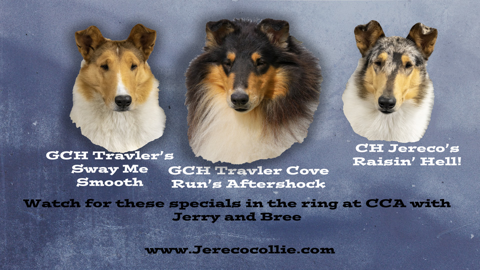 Jereco Collies /Travler Collies -- GCH Travler's Sway Me Smooth / GCH Travler Cover Run's Aftershock / CH Jereco's Raisin' Hell!