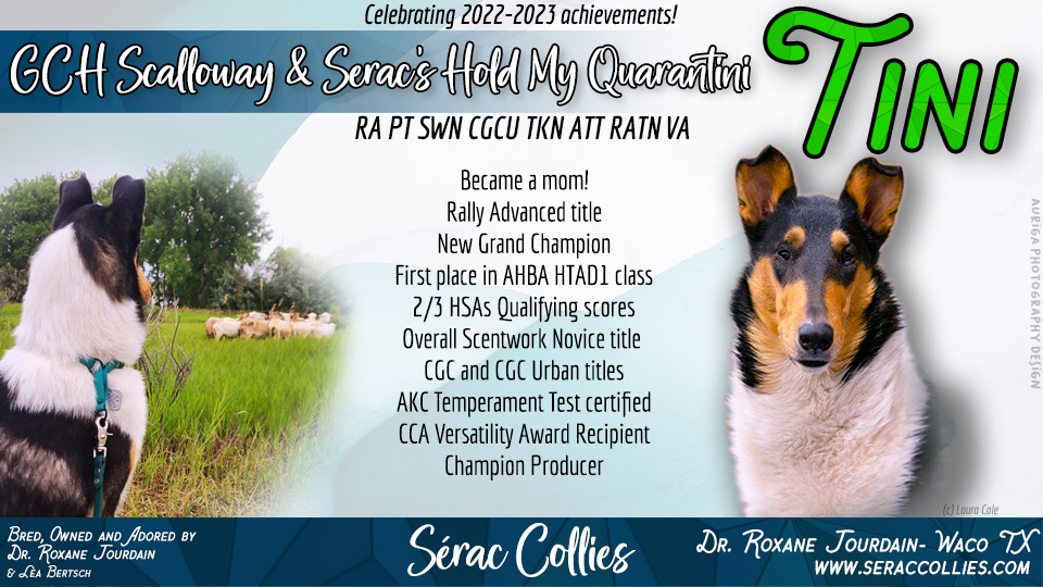 Serac Collies / Scalloway Collies  -- GCH Scalloway & Serac's Hold My Quarantini RA PT SWN CGCU TKN ATT RATN VA