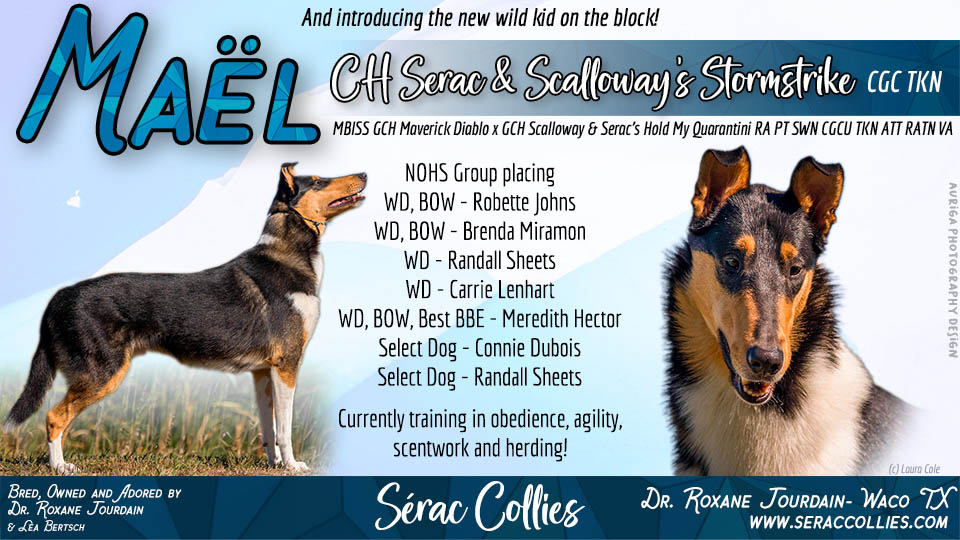 Serac Collies / Scalloway Collies -- CH Serac & Scalloway's Stormstrike CGC TKN