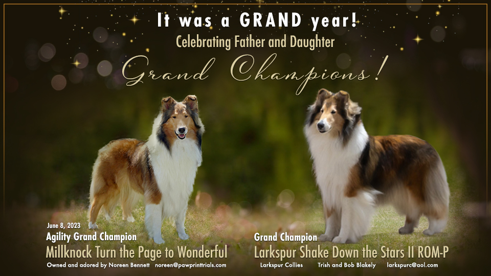 Larkspur Collies -- GCH Larkspur Shake Down The Stars 11 ROM-P / ACH Millkock Turn The Page To Wonderful