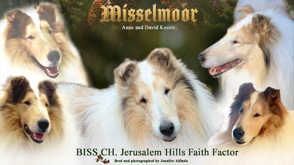 Misselmoor Collies -- CH Jerusalem Hills Faith Factor