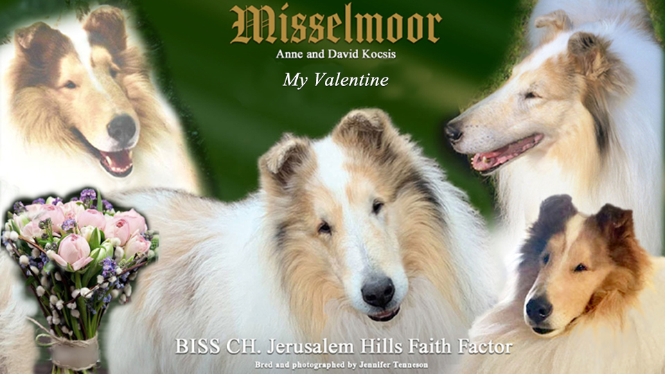 Misselmoor Collies -- CH Jersusalem Hills Faith Factor
