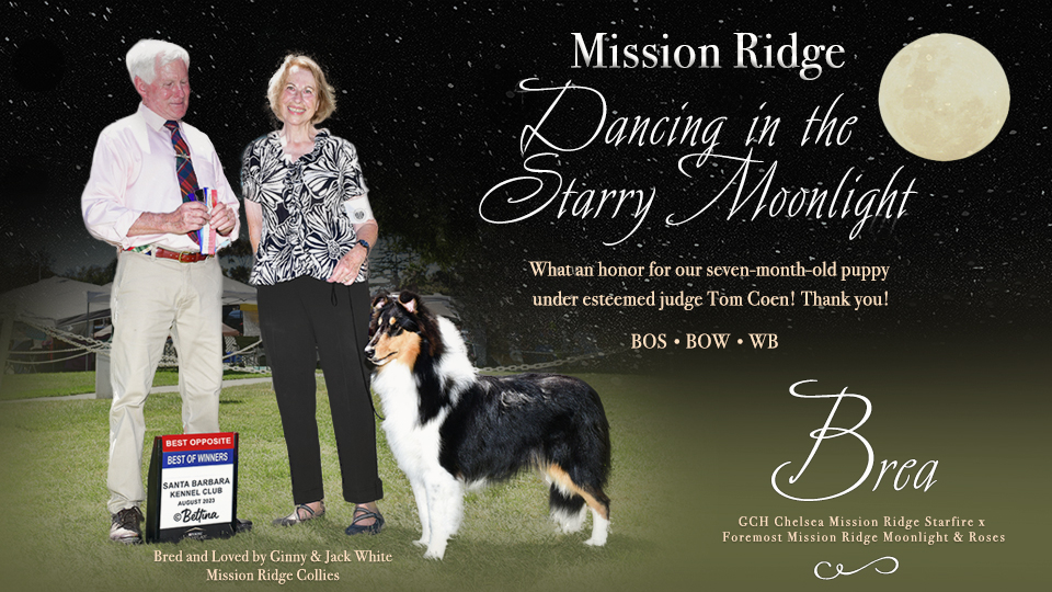 Mission Ridge Collies -- Mission Ridge Dancing In The Starry Moonlight