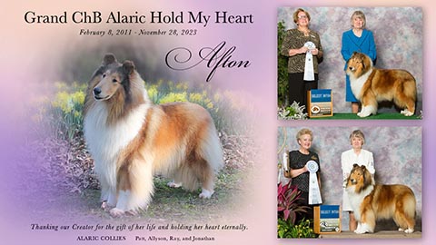 Alaric Collies -- GCHB Alaric Hold My Heart