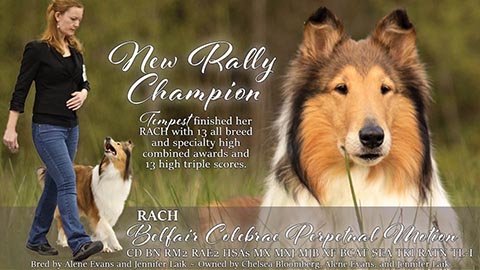 Chelsea Bloomberg / Belfair Collies / Colebrae Collies -- RACH Belfair Colebrae Perpetual Motion CD BN RM2 RAE2 HSAs MX MXJ MJB XF BCAT SEA TKI RATN TL-I