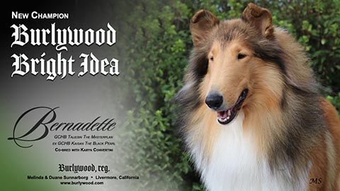 Burlywood Collies -- CH Burlywood Bright Idea