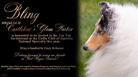 Castlebar Collies -- GCH Castlebar's Glam Factor